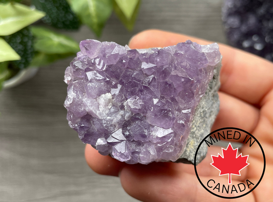 Thunder Bay Amethyst Crystal Cluster (F) - The Wandering Fox Emporium, Your Crystal Store