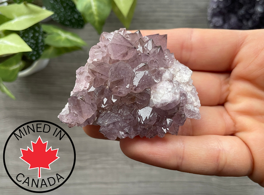 Thunder Bay Amethyst Crystal Cluster (D) - The Wandering Fox Emporium, Your Crystal Store