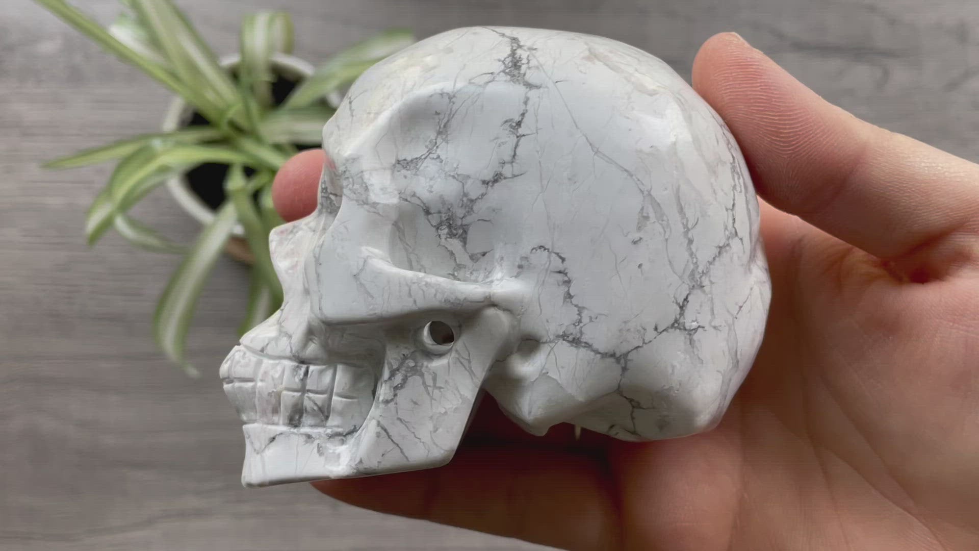 Howlite Crystal Skull .55kg - The Wandering Fox Emporium, Your Metaphysical Store video