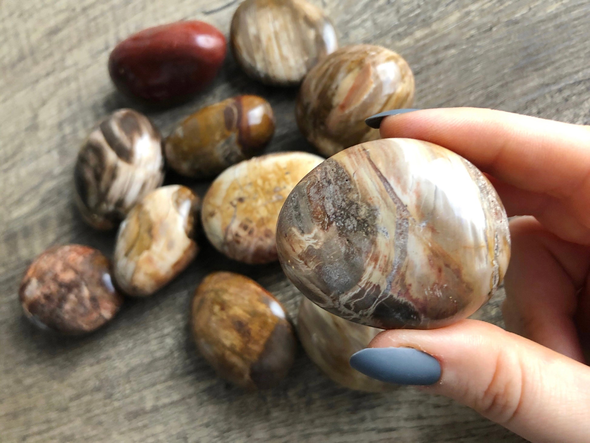 Petrified Wood Palm Stones front