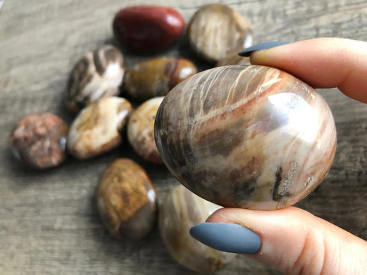 Petrified Wood Palm Stones example