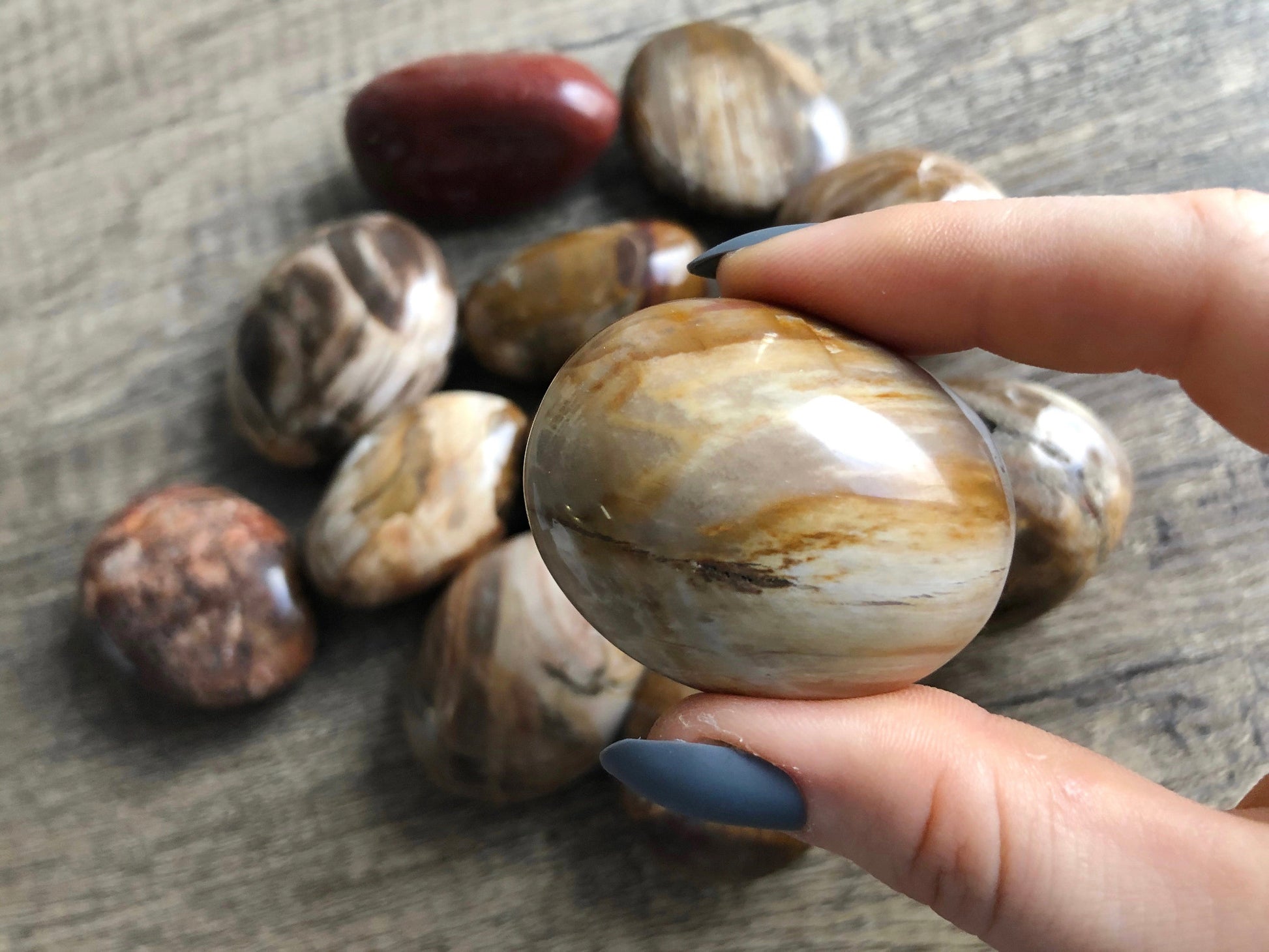 Petrified Wood Palm Stones selection