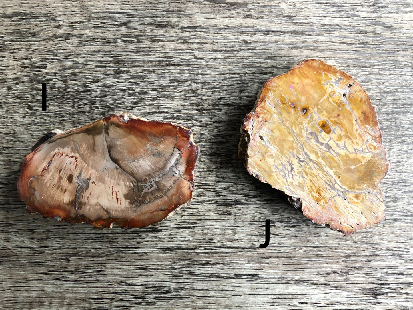 Petrified Wood Slab selection 2