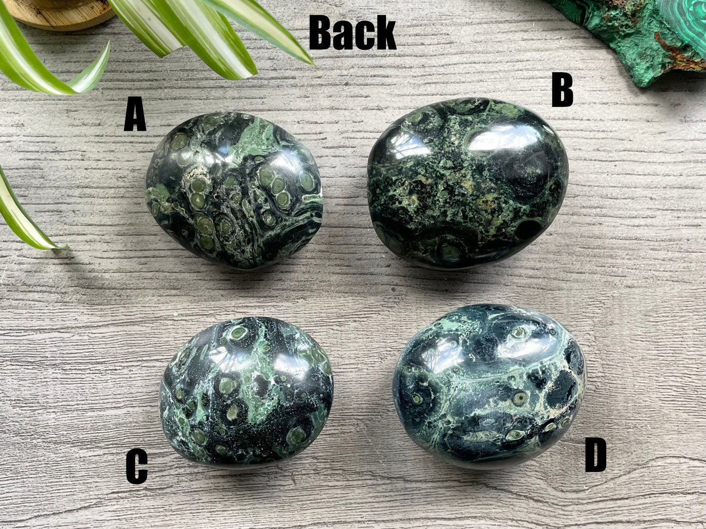 Pictured are various polished kambaba jasper palm stones. Kambaba Jasper Palm Stone back