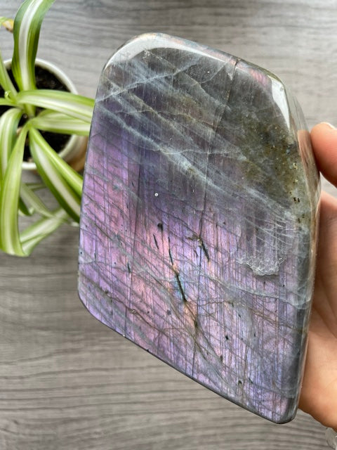 Pictured is a large labradorite freeform with a purple flash. PURPLE FLASH Labradorite Freeform - .8kg - The Wandering Fox Emporium, Your Crystal Store front