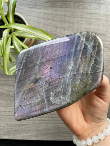 Pictured is a large labradorite freeform with a purple flash. PURPLE FLASH Labradorite Freeform - .8kg - The Wandering Fox Emporium, Your Crystal Store side