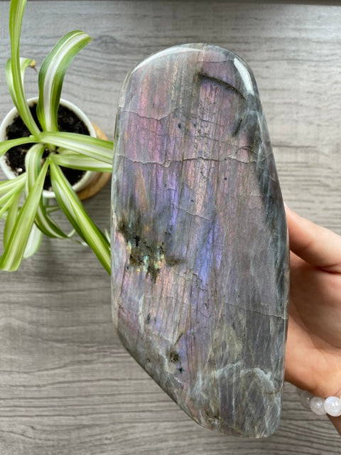 Pictured is a large polished labradorite freeform with a purple and pink flash. PINK & PURPLE FLASH Labradorite Freeform - 1.4kg - The Wandering Fox Emporium, Your Crystal Store back