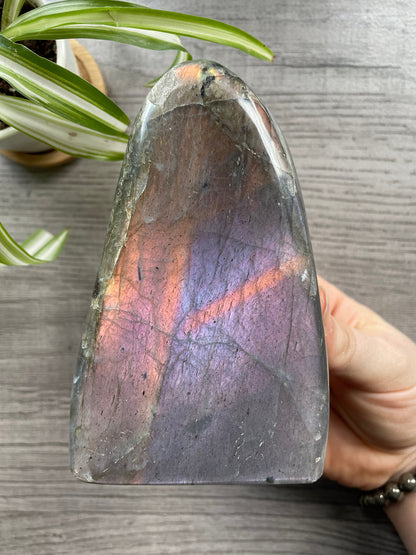 Pictured is a large labradorite freeform with a purple flash. Purple/Pink Flash Labradorite Freeform .65kg - The Wandering Fox Emporium, Your Crystal Store