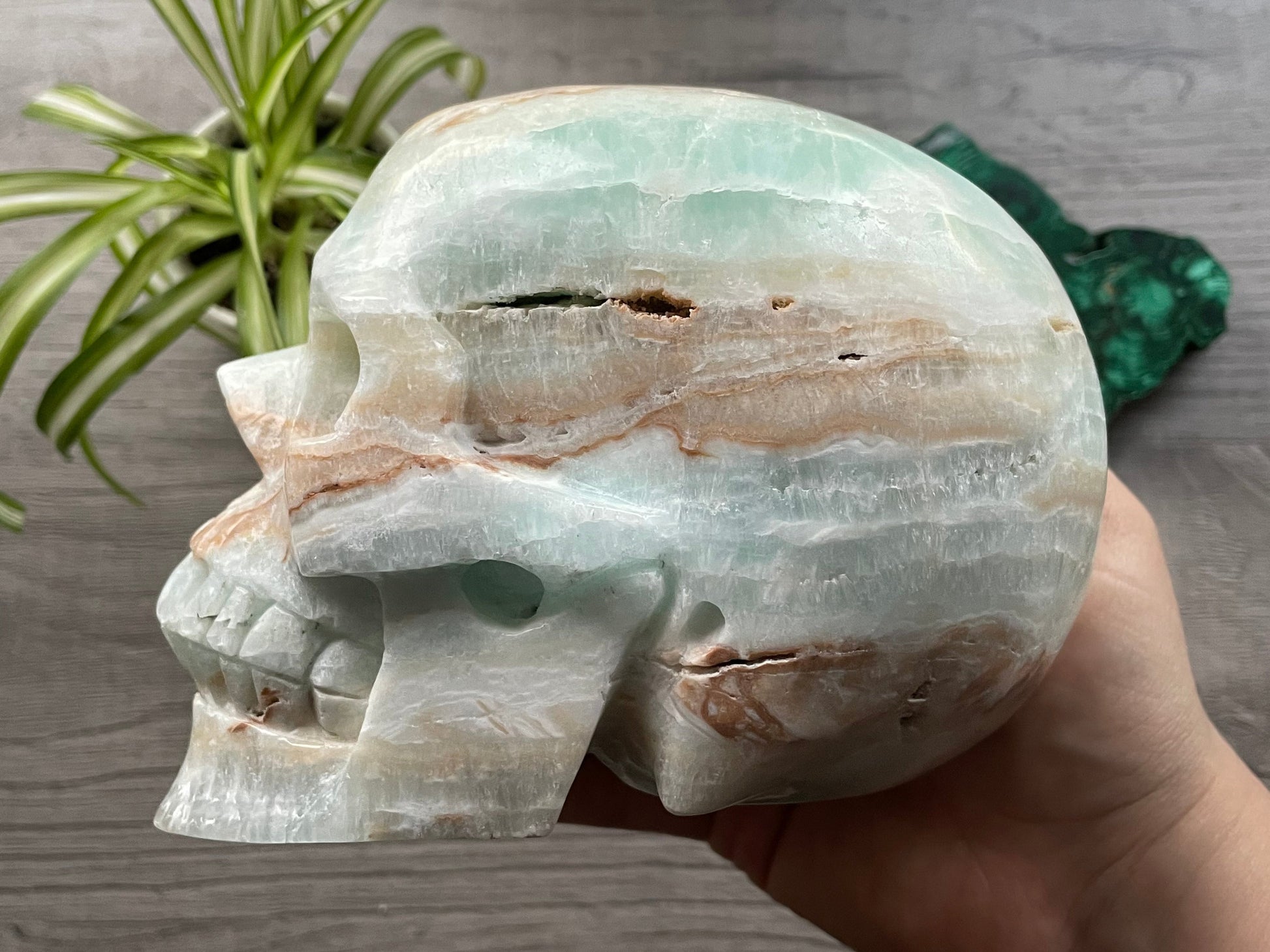 HUGE Caribbean Calcite Crystal Skull (2.35kg) - The Wandering Fox Emporium, Your Crystal Store