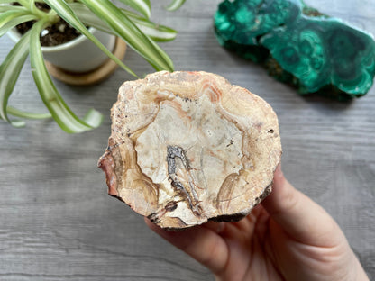 Petrified Wood Stump (A) top