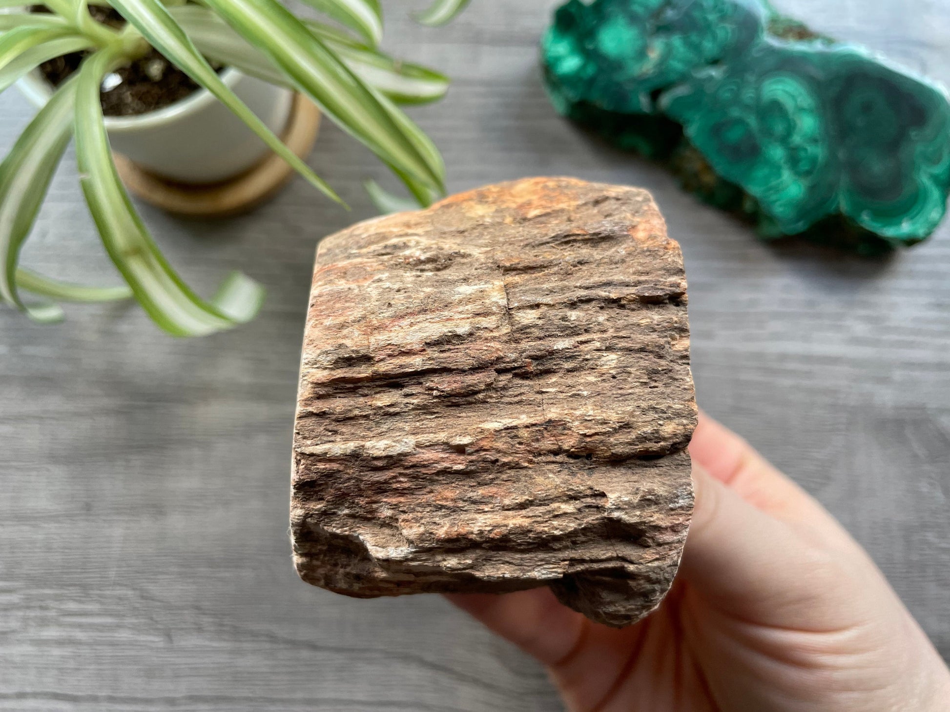 Petrified Wood Stump (A) close up