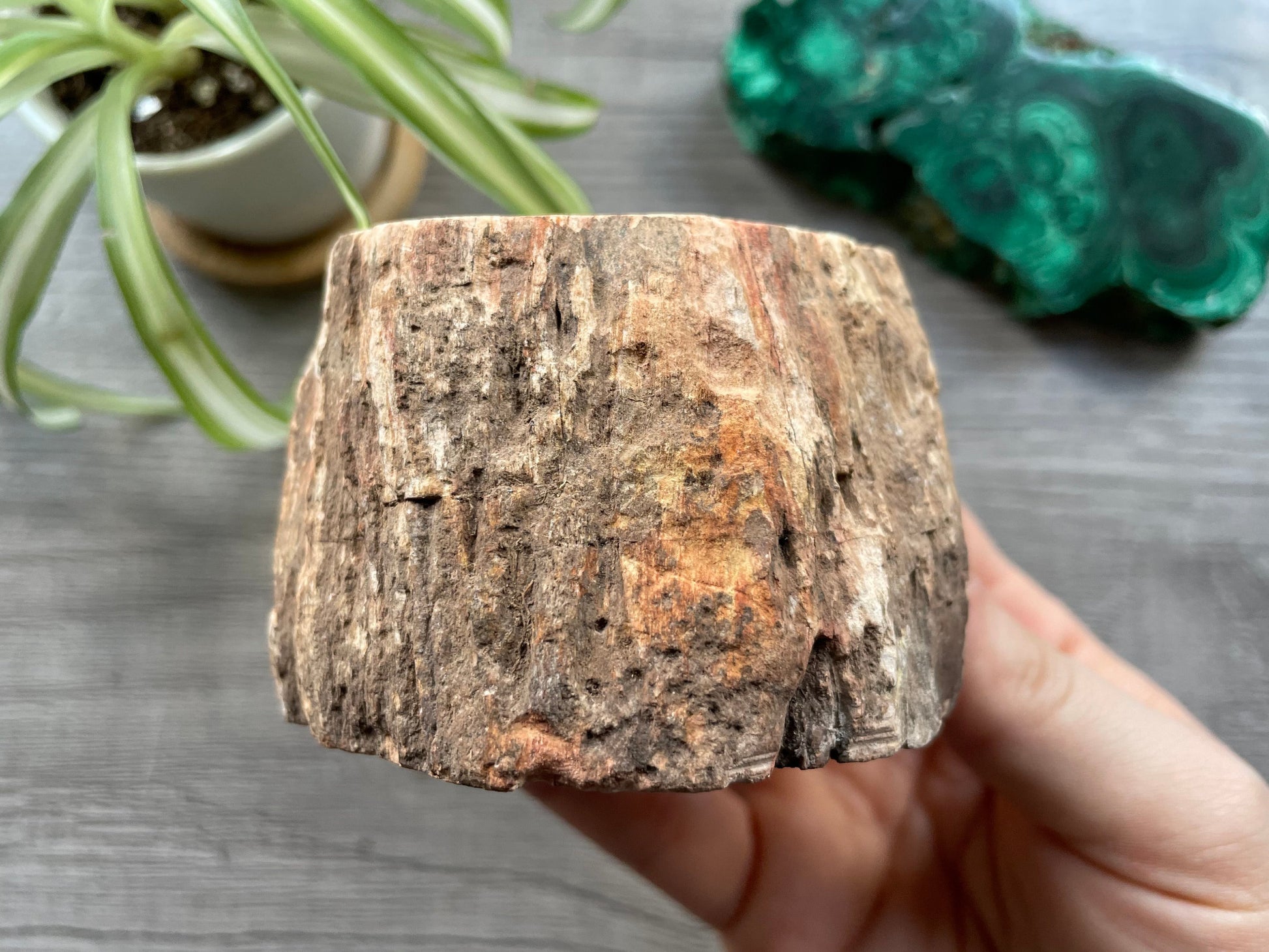 Petrified Wood Stump (A) side 2