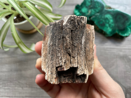 Petrified Wood Stump (B) 