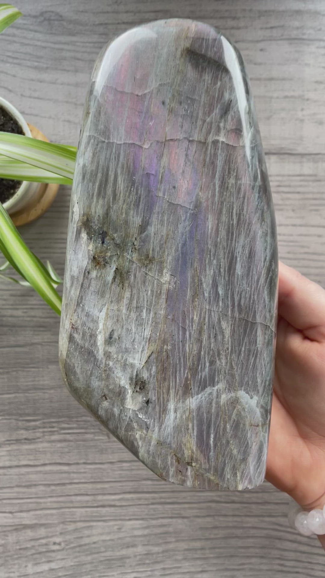 Pictured is a large polished labradorite freeform with a purple and pink flash. PINK & PURPLE FLASH Labradorite Freeform - 1.4kg - The Wandering Fox Emporium, Your Crystal Store video