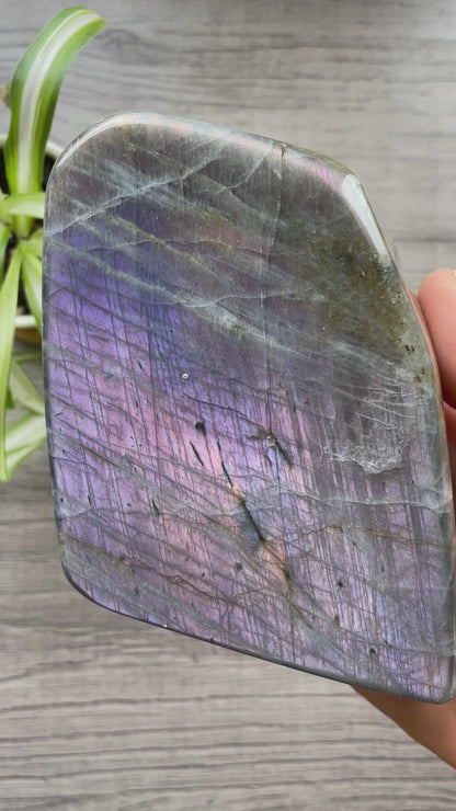 Pictured is a large labradorite freeform with a purple flash. PURPLE FLASH Labradorite Freeform - .8kg - The Wandering Fox Emporium, Your Crystal Store video